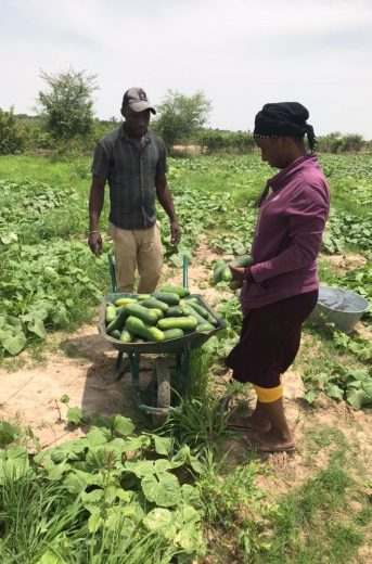 Suivi et Gestion Agricole