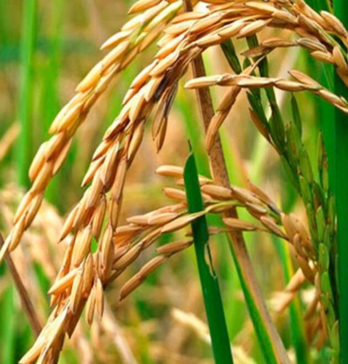 Semences de riz