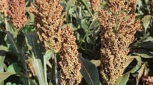 Semence de Sorgho : DOUAJE, Cycle: 110-120, Rend: 3.3 T/Ha