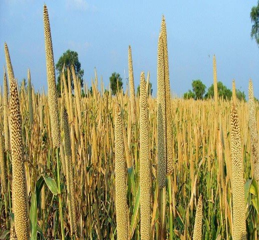 Semence de Mil (Toroniou CI Arsite hybride top cross), Cycle: 113 jours et Rend: 3.5 T/Ha e ), Cycle: 150 jours