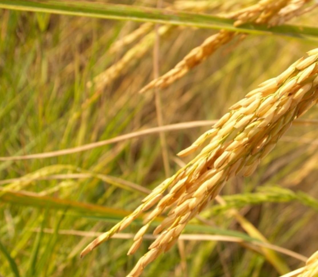 Semence de riz (DKA-P29)- /KG, Cycle : 90 jours et Rend: 4 T/Ha
