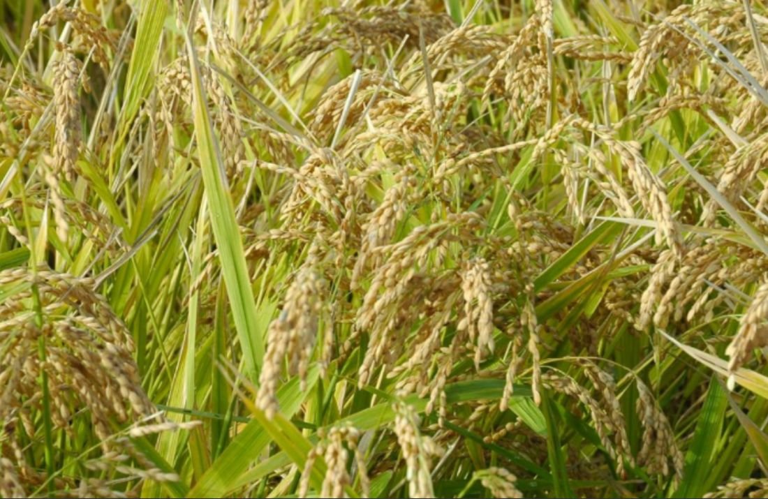  Semence de riz : WINAL-851, Rend: 8T/Ha